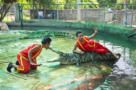 See a crocodile show – 15 November 2019 in the Samui Crocodile Farm in ...