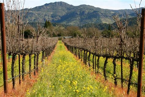 Domaine Chandon: Napa Valley Attractions Review - 10Best Experts and Tourist Reviews