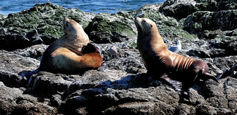 Photo Gallery: See the Wildlife in the Pacific… | Island Adventures