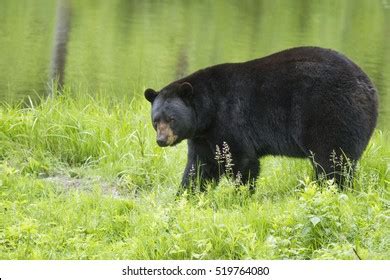 351 Black Bear Behavior Images, Stock Photos & Vectors | Shutterstock