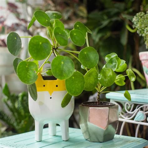 Chinese Money Plant (Pilea peperomioides) Care - How to Take Care ...