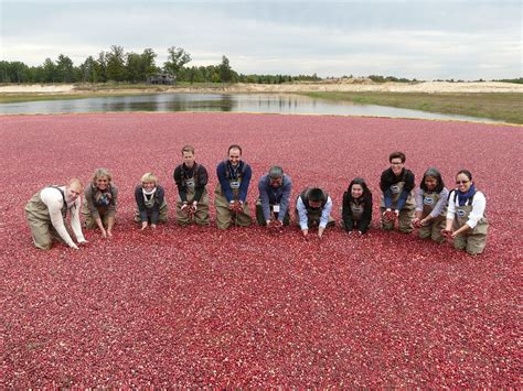 Wisconsin Cranberry Harvest in Midwest 2024 - Rove.me