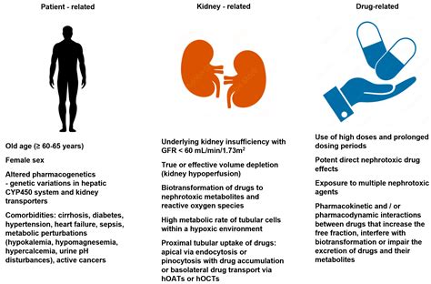 Life | Free Full-Text | A Synopsis of Current Theories on Drug-Induced Nephrotoxicity