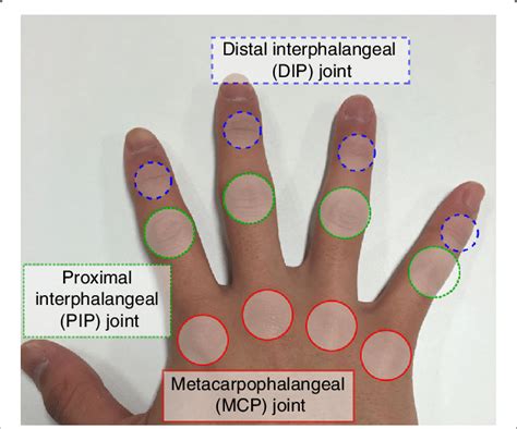 Fig. 1 A taxonomy of finger knuckle joints: Blue-colored circles... | Finger, Finger knuckles ...