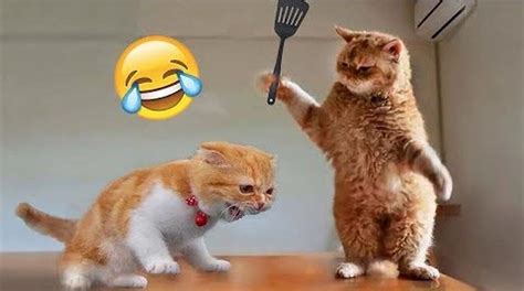 Funny Animal Videos 2023 😂 - Funniest Cats - One News Page VIDEO