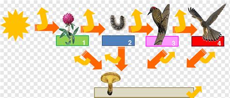 Trophic level Food chain Food web Energy Ecology, energy, text, logo, biocoenosis png | PNGWing