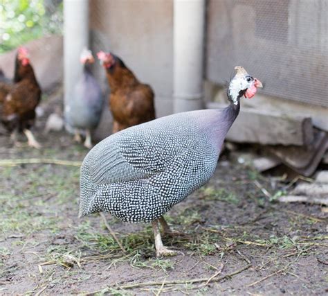 Guinea fowl on a farm stock image. Image of decoration - 110531689