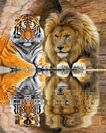 two tigers sitting next to each other near water