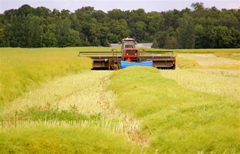 Crop rotation impacts canola yields - Grainews