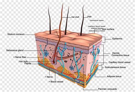 Sistem integumentary Kulit manusia Diagram tubuh manusia, Kuku, sudut, anatomi png | PNGEgg