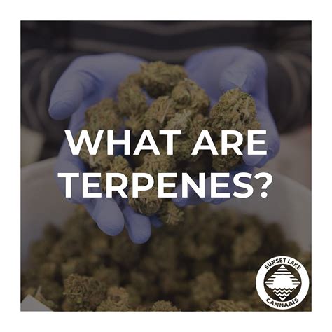 Terpenes 101: What Are Terpenes? — Sunset Lake Cannabis