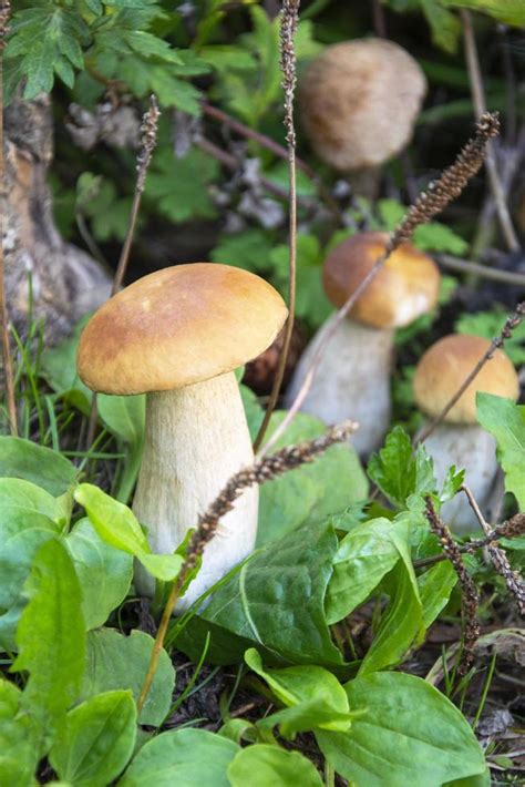 Edible porcini mushrooms grow in the forest 3526015 Stock Photo at Vecteezy