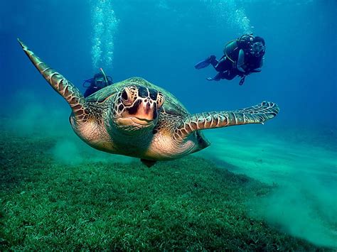 ocean, Animals, Diver, Turtles Wallpapers HD / Desktop and Mobile Backgrounds