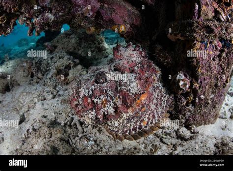 A stonefish, Synanceia verrucosa, sits on the seafloor underneath a ...