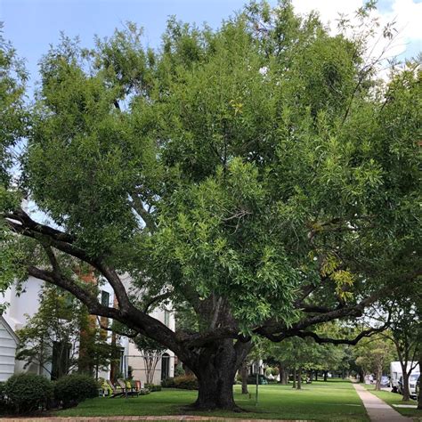 Emerald Ash Borer Threat in North Texas - Protecting Your Trees