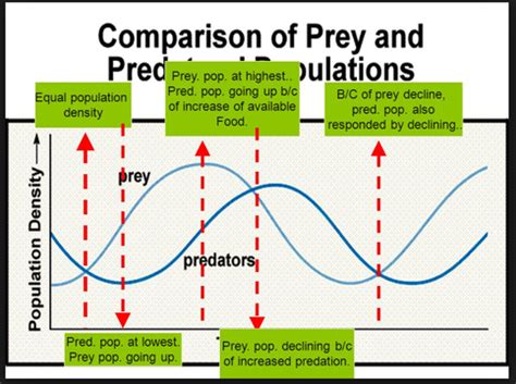 Predator/Prey Relationships - Temperate Deciduous Forest