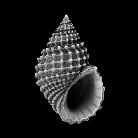 Natural Shell Structures