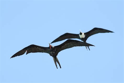 Magnificent Frigatebirds - Determining Age and Sex by Alex Lamoreaux ...