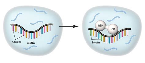 Targeting RNA-Binding Proteins | The Scientist Magazine®