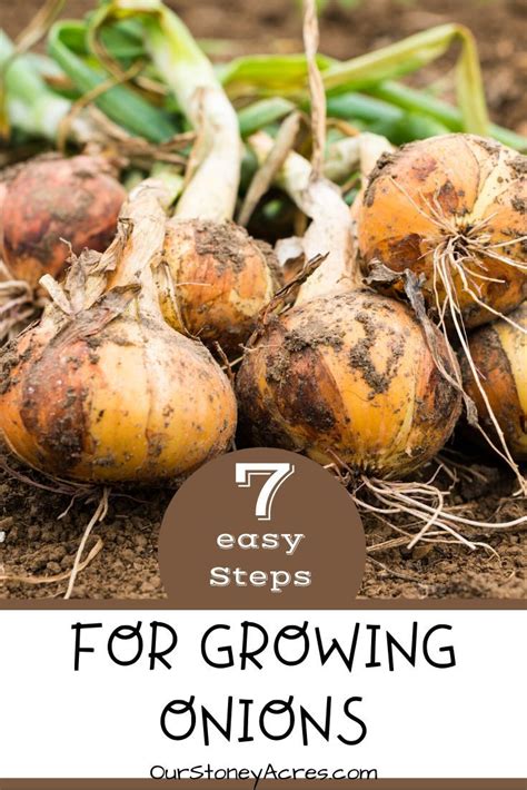 Growing Onions - Seven Easy Steps - Our Stoney Acres | Growing onions ...