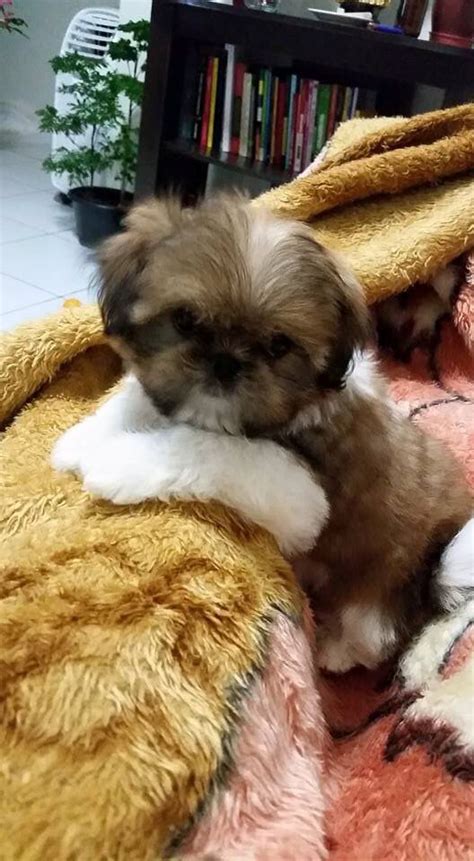 Your Shih Tzu loves it when you come home | Shih tzu puppy, Shih tzu, Cute animals