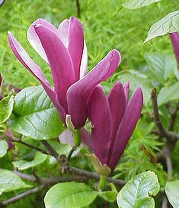 Tanaman Cempaka Merah (Magnolia liliiflora) - BibitBunga.com