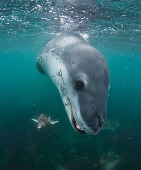 Story Behind the Shot: The Hunting Leopard Seal|Underwater Photography Guide