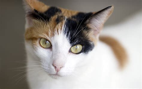 Calico Cat Facts: 25 Amazing Facts About Calico Cats