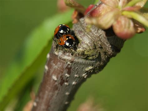 Ladybug Mating Free Stock Photo - Public Domain Pictures