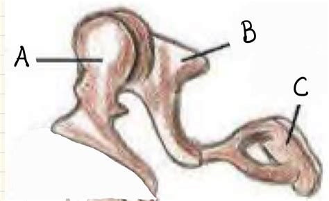 Ear Ossicles Diagram | Quizlet