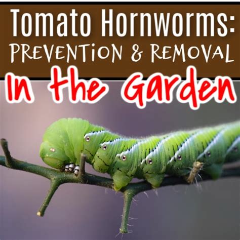 Tomato Hornworm: How To Prevent & Deal With Them In The Garden – Backyard Vegetable Gardener