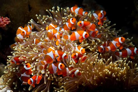 Clownfish - A-Z Animals