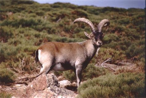 Pyrenean ibex Facts, Habitat, Pictures and Diet