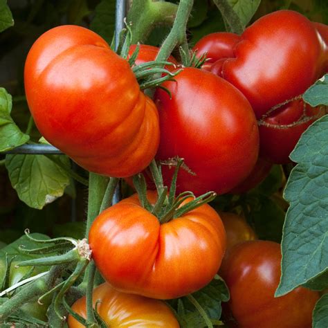 Tomato Beefmaster F1 | Tomato | Premier Seeds Direct ltd