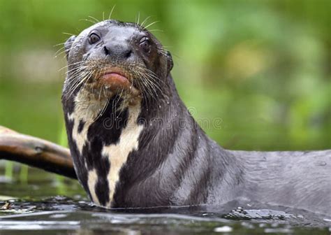 Giant Otter in the Water. Giant River Otter, Pteronura Brasiliensis Stock Photo - Image of ...