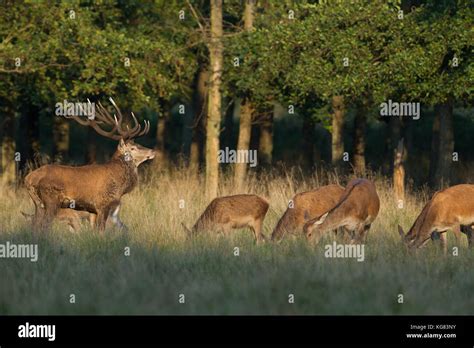 Red deer Rutting season Stock Photo - Alamy