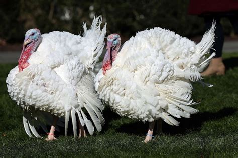 Biden pardons turkeys Chocolate and Chip in White House Thanksgiving tradition