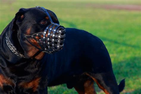 Are Rottweilers Dangerous? The Surprising Truth About Rotties