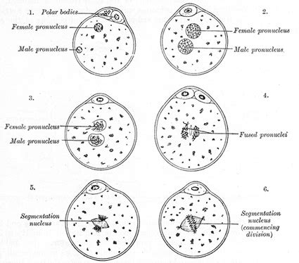 Fertilization of the Ovum - Human Anatomy