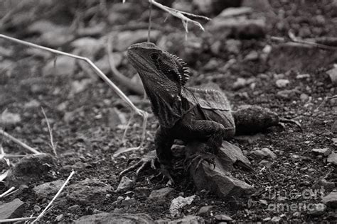 Eastern Water Dragon Photograph by Cassandra Buckley | Fine Art America