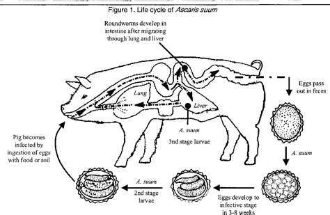 Figure 1 from Localized immunity to the large roundworm Ascaris suum in swine | Semantic Scholar