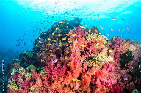 Paradise in Fiji Stock Photo | Adobe Stock