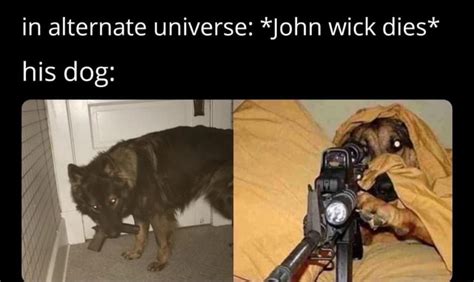 In alternate universe: *John wick dies* his dog: - iFunny