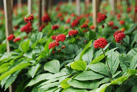 Ginseng Plant Issues: Troubleshooting Problems With Ginseng Plants