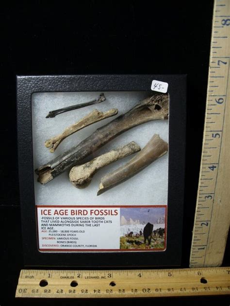 Ice Age Bird Fossils (040822m) - The Stones & Bones Collection