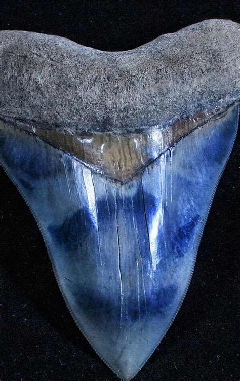 Megalodon SUPER BLUE TOOTH !! - Megalodon "big tooth" is an extinct species of shark that lived ...