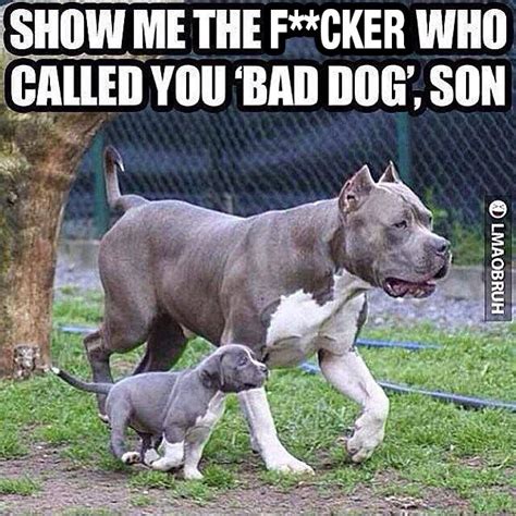 Bad Dog | Funny dogs, Bad dog, Funny animal pictures