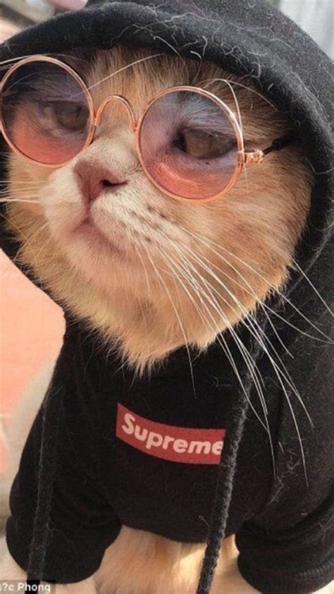 Cat In Supreme Hoodie Wallpaper