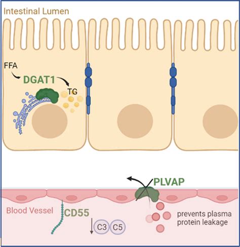 Cellular locations of defective proteins involved in primary PLE. FFA... | Download Scientific ...