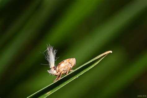 Nymph | Passion-vine Hopper (Scolypopa australis) nymph I wa… | Flickr